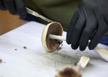 Psychedelic treatments move closer to mainstream at FDA