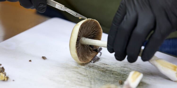 Psychedelic treatments move closer to mainstream at FDA