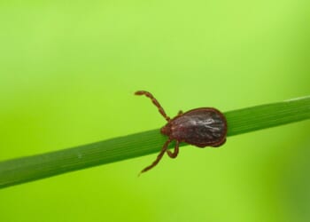 A close-up, high-detail macro photograph captures an adult female Asian longhorned tick (Haemaphysalis longicornis) positioned on a single green blade of grass against a vibrant, softly blurred green background.