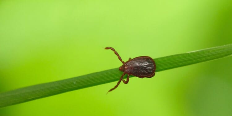 A close-up, high-detail macro photograph captures an adult female Asian longhorned tick (Haemaphysalis longicornis) positioned on a single green blade of grass against a vibrant, softly blurred green background.