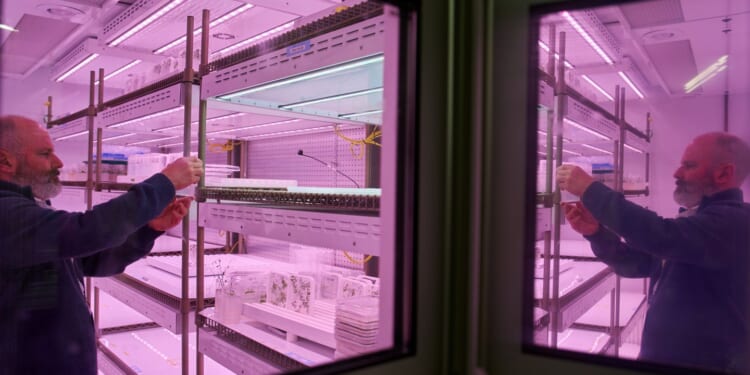 Scientists hope deeper-rooted soybeans can withstand climate extremes and store more carbon
