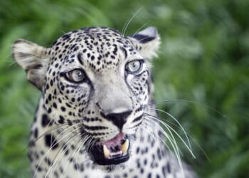 Smithsonian's National Zoo breaks ground on Arabian leopard exhibit, to open in 2029