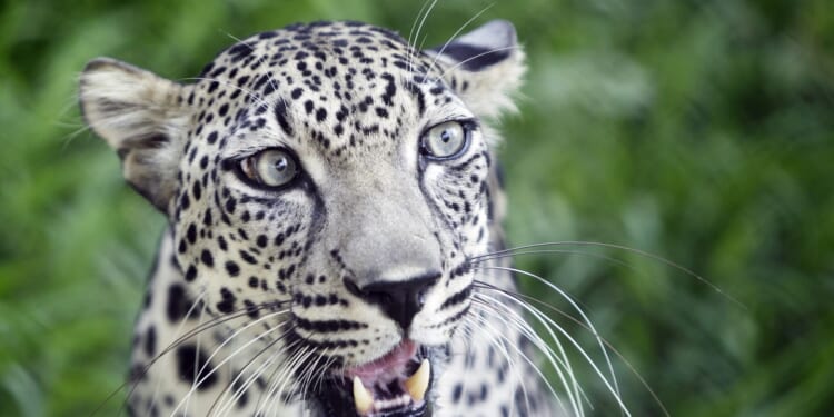 Smithsonian's National Zoo breaks ground on Arabian leopard exhibit, to open in 2029