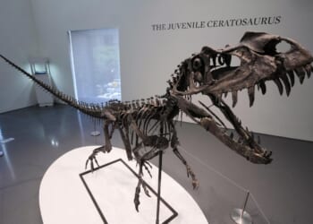 Team of scientists recreates sounds of insects from Jurassic period