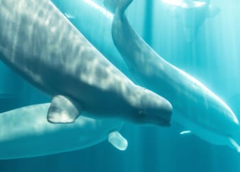 Third beluga whale relocated from Canadian theme park to Chicago's Shedd Aquarium dies