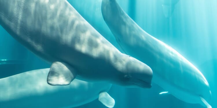 Third beluga whale relocated from Canadian theme park to Chicago's Shedd Aquarium dies