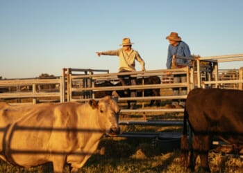 American farmers point at their cattle while on a ranch.