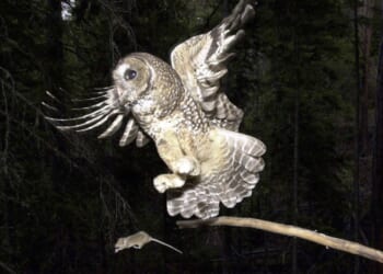 Trump administration allows inadvertent killing of endangered species