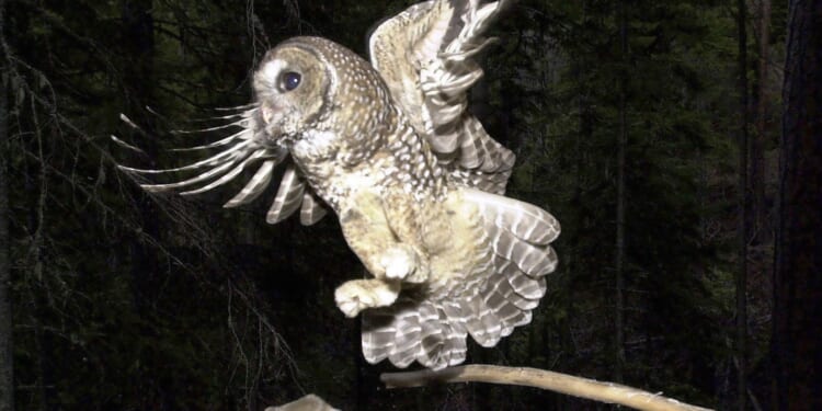 Trump administration allows inadvertent killing of endangered species