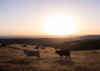 Trump allows ranchers to process their own beef