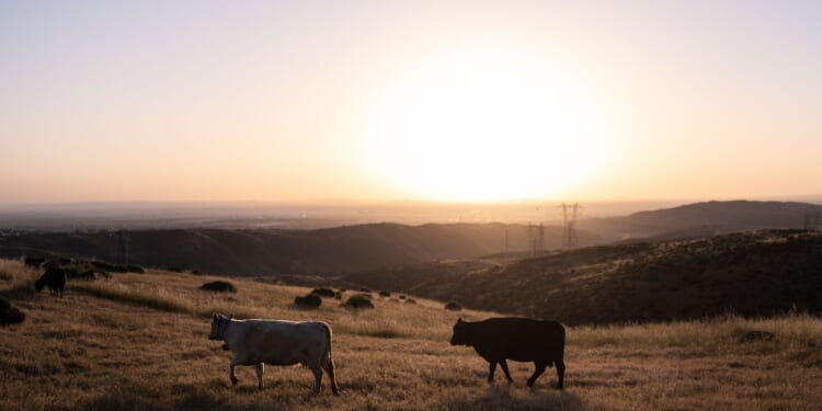 Trump allows ranchers to process their own beef