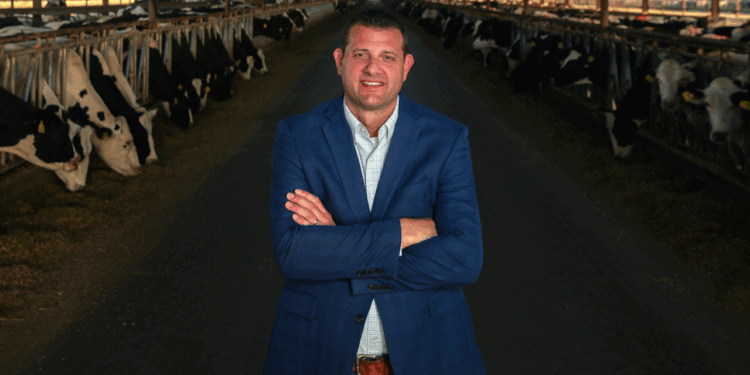 A man in a blue blazer stands with arms crossed in the center of a large barn lined with black and white cows eating from troughs on both sides.