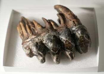 Well-preserved tooth from Pacific mastodon found in a creek in San Francisco Bay Area