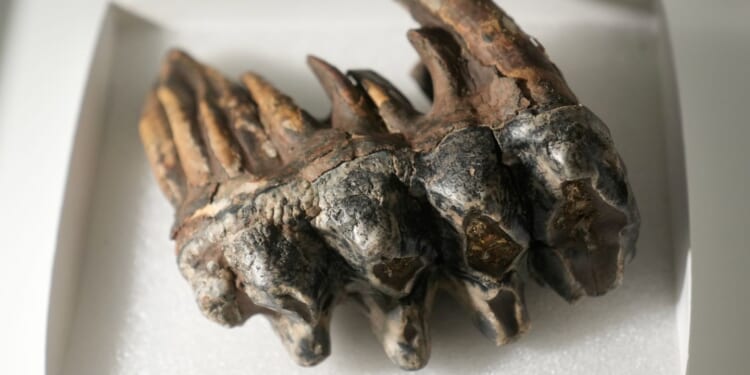 Well-preserved tooth from Pacific mastodon found in a creek in San Francisco Bay Area