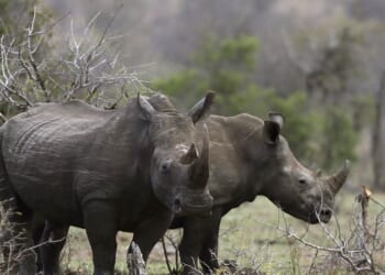 Video Shows Enraged Rhino Attacking Tourist SUV – PJ Media