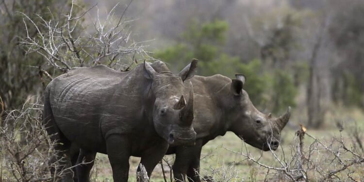 Video Shows Enraged Rhino Attacking Tourist SUV – PJ Media