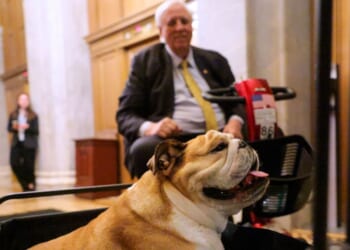 Sen. Jim Justice moves through the hallway with his English bulldog, Babydog, after going to the Senate Chambers to vote in the U.S. Capitol on Feb. 27, 2025, in Washington, D.C.